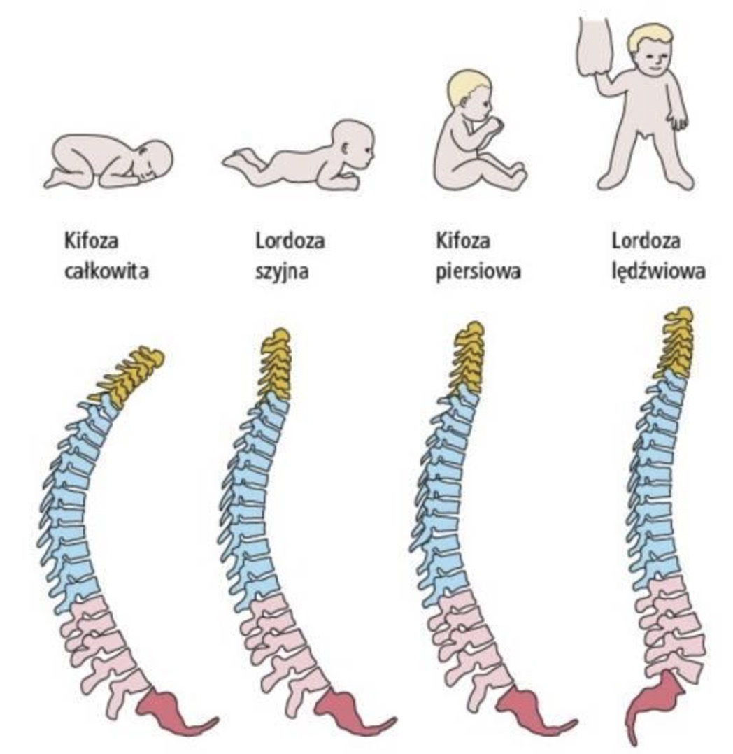 图6-23 胎儿脊柱声像图-临床医学-医学