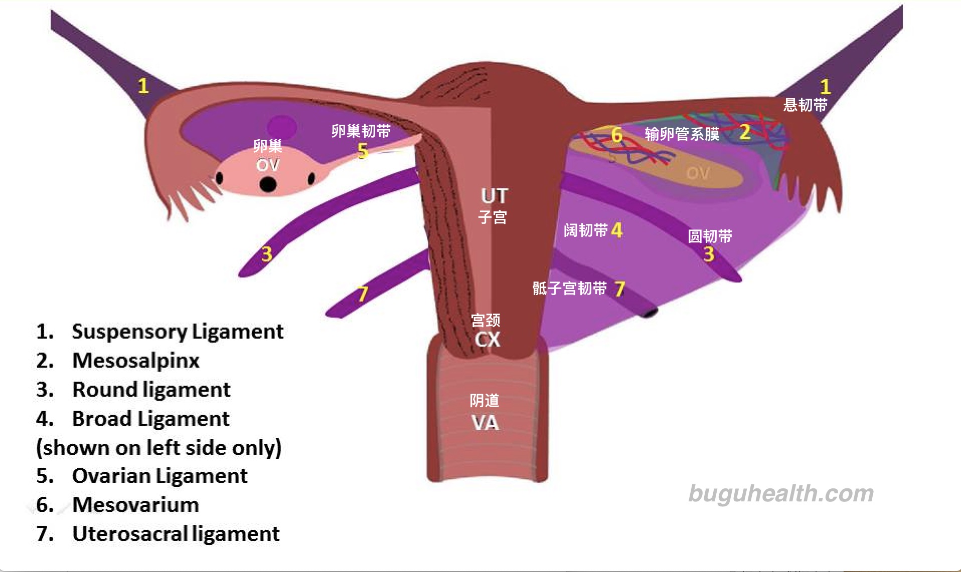 图3-4 子宫侧面观 (示意图)-妇产科学-医学