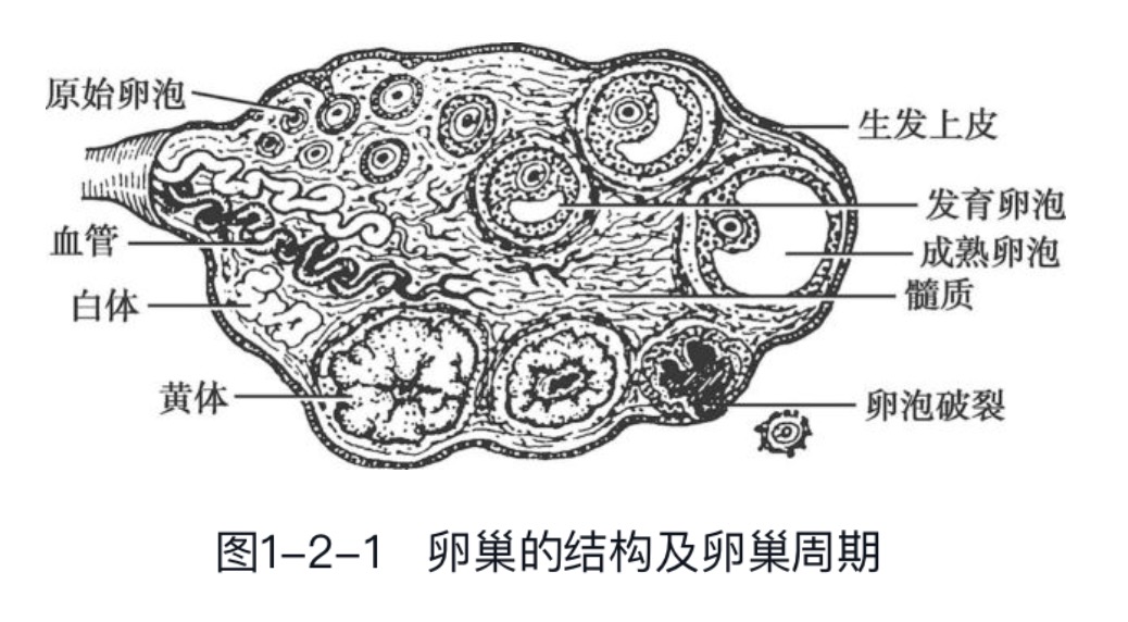 妇产康复卵巢解剖结构