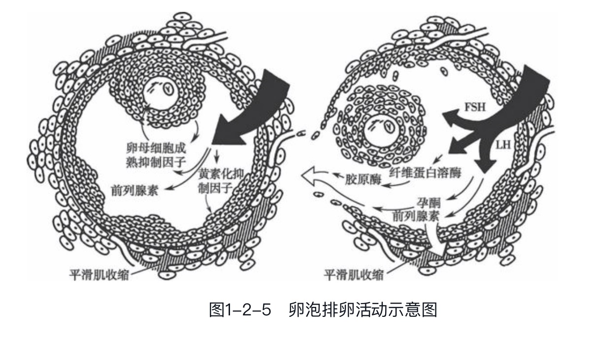 卵母细胞及包绕它的卵丘颗粒细胞一起排出的过程称排卵(图1-2-5).