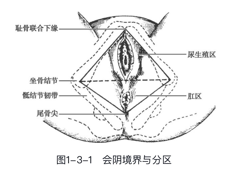 通过两侧坐骨结节前缘的连线,将会阴分为前后两个三角区,前方为尿生殖