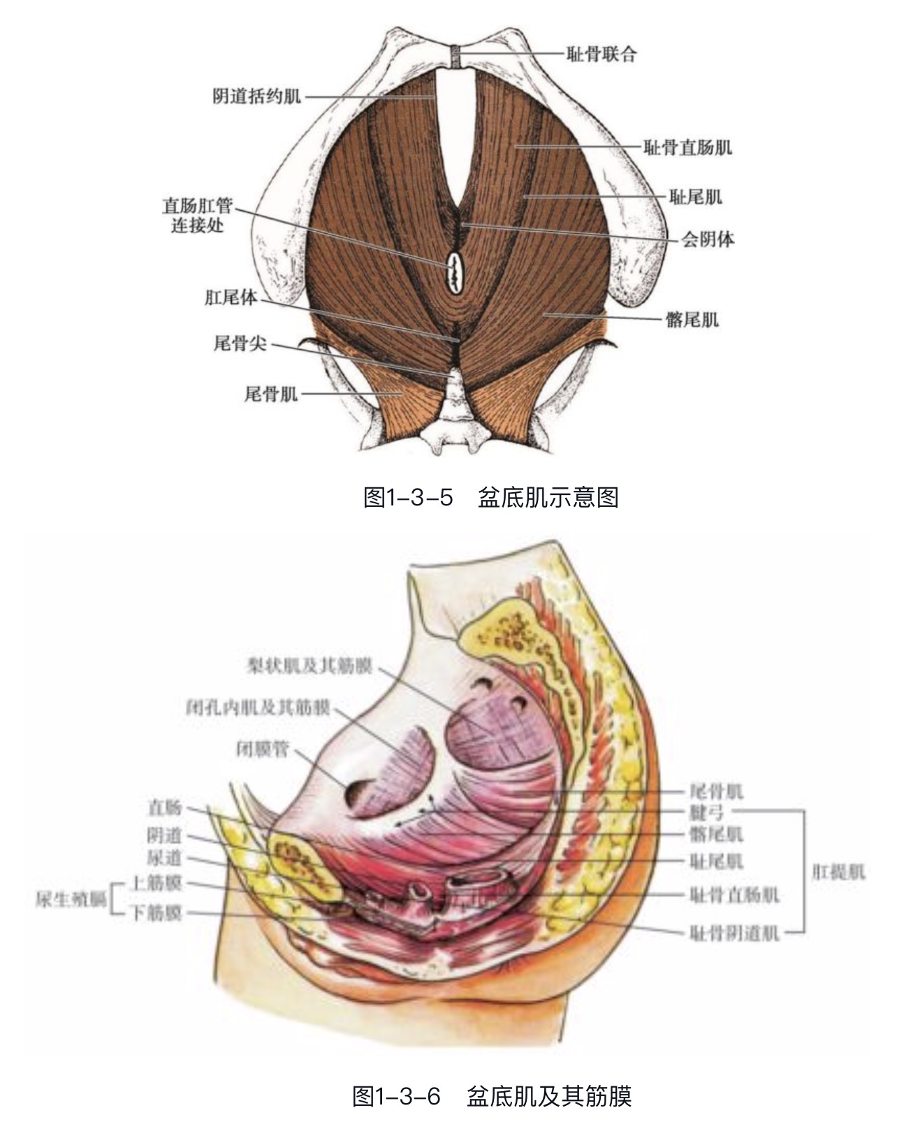 妇产康复盆底解剖结构及肌肉群