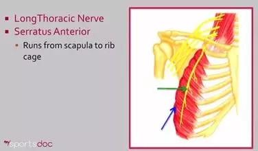 �����˶�����