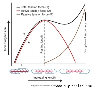 ��������BuGuStretch
