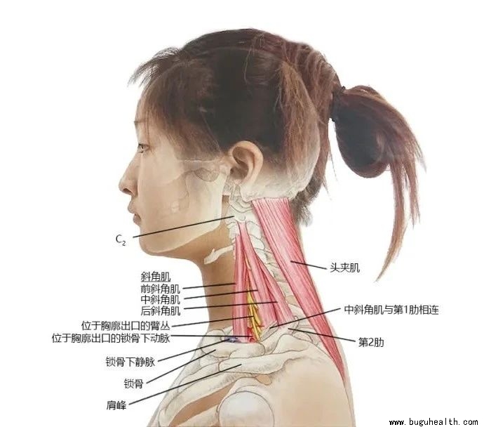 ���ǣ���׵��ʹ,����,����ʹ