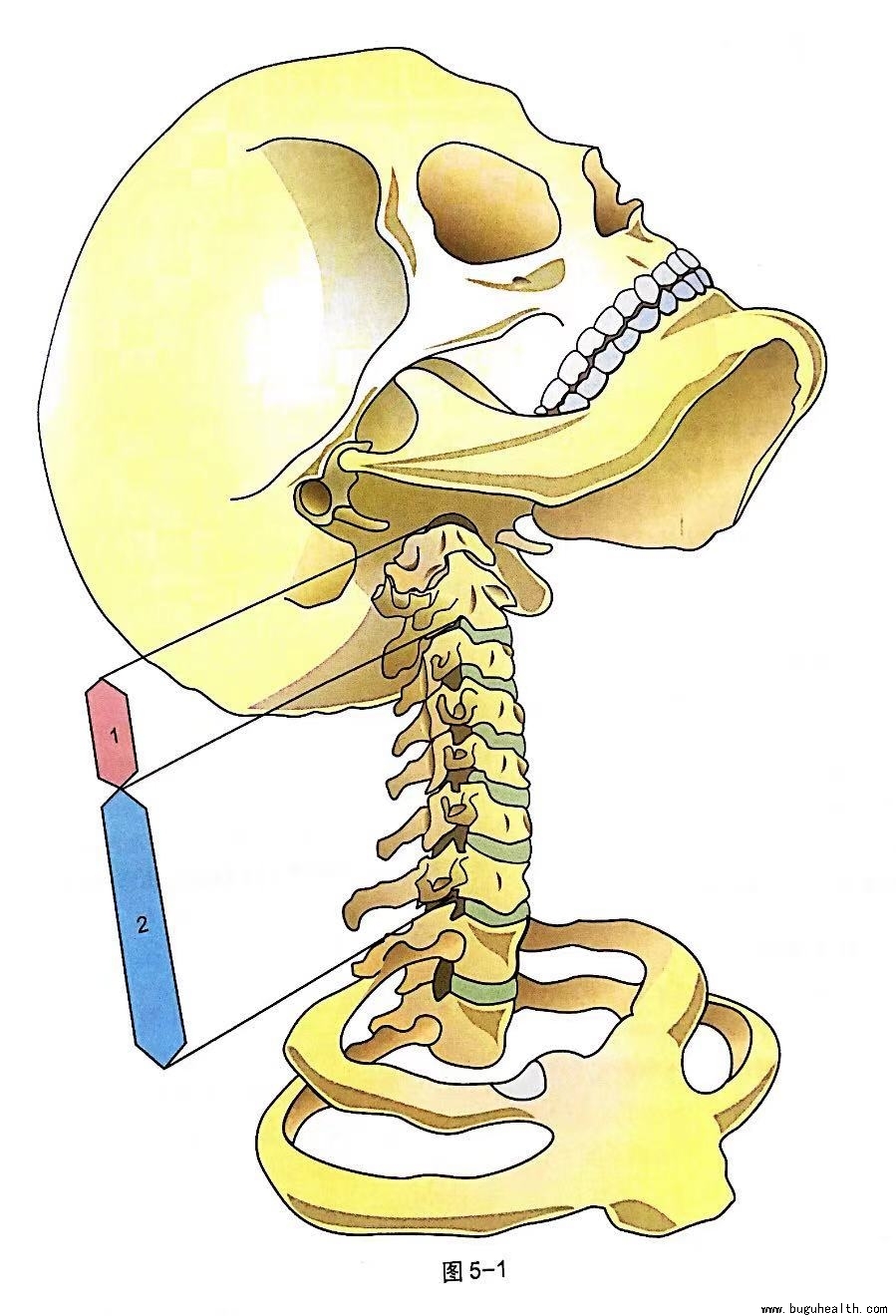 ���ǣ���׵������׵����