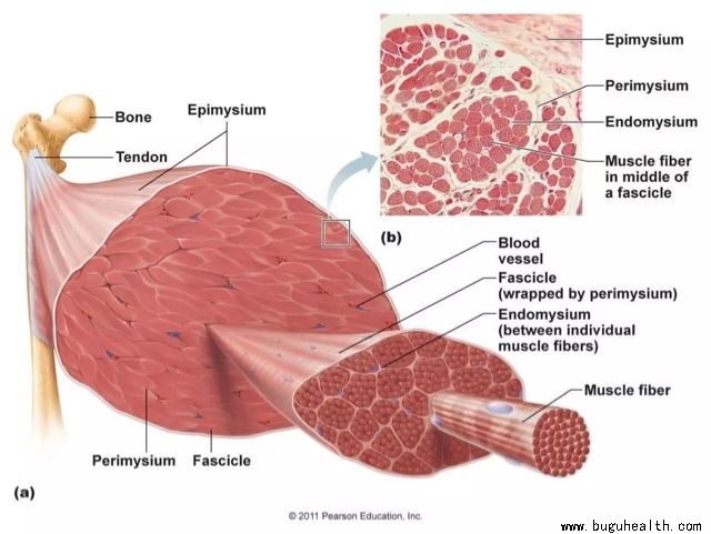 ���ǣ������Ĥ