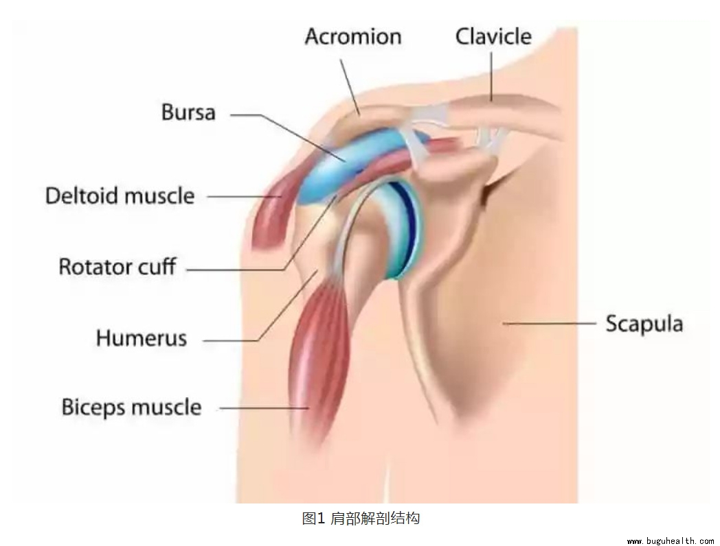 ����ҽѧ���ա����ǿ���