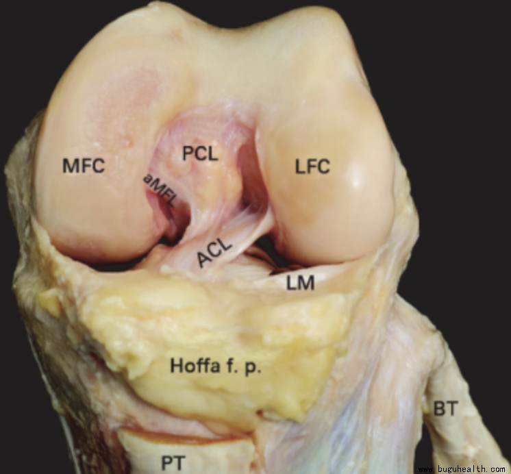 布骨医学科普、肌骨康复、布骨康复 布骨医学科普、肌骨康复、布骨康复