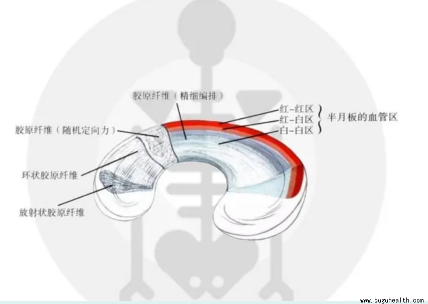 布骨医学科普、肌骨康复、布骨康复 布骨医学科普、肌骨康复、布骨康复