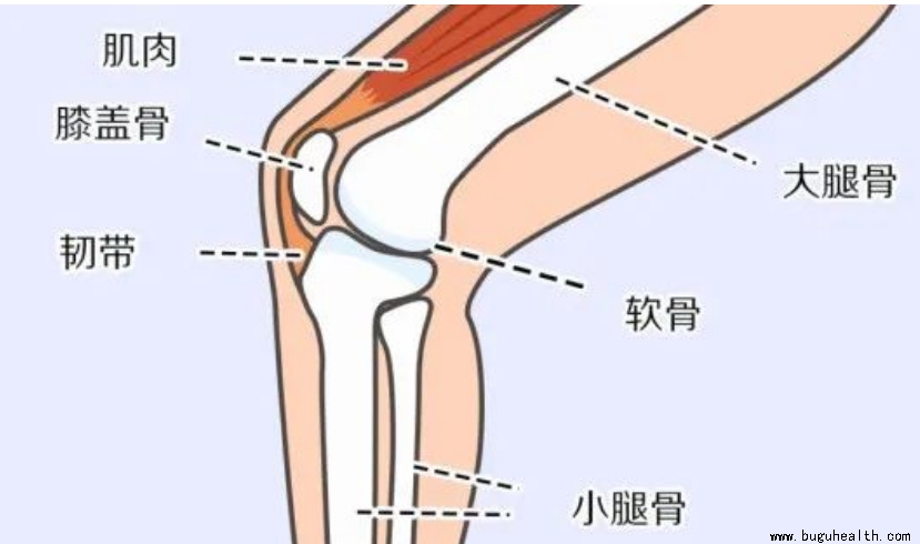 布骨医学科普、肌骨康复、布骨康复 布骨医学科普、肌骨康复、布骨康复