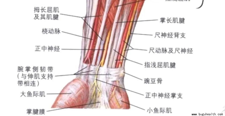 ����ҽѧ���ա����ǿ��������ǿ���