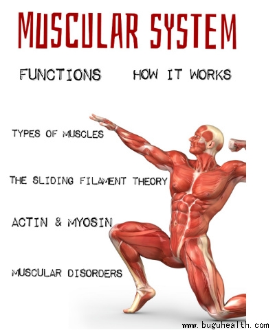 布骨医学科普、肌骨康复、布骨康复 布骨医学科普、肌骨康复、布骨康复